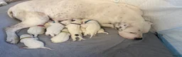 American Bulldog dogs for sale: My beautiful Bella has had her first litter in Pontefract - Advert 2