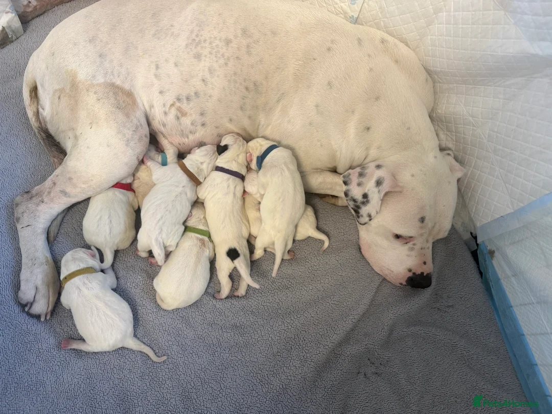 American Bulldog dogs for sale: My beautiful Bella has had her first litter in Pontefract - Advert 2