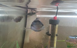 Cichlids fish for sale: Polar blue parrots - Image 7