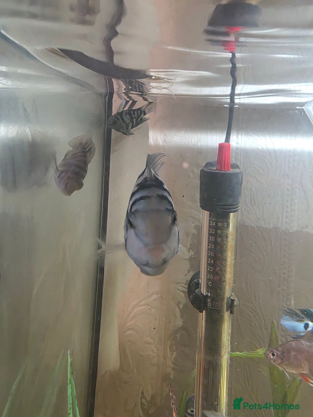 Cichlids fish for sale: Polar blue parrots - Image 7