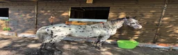 Appaloosa horses for sale: 13,2 ride and drive  in Ascot - Advert 2
