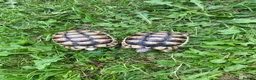 Tortoise reptiles for sale: Marginated Tortoises for sale - Advert 4