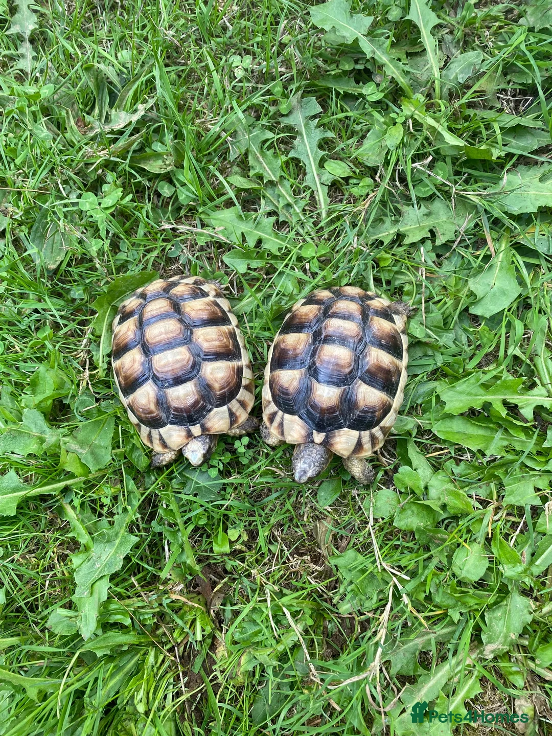 Tortoise reptiles for sale: Marginated Tortoises for sale - Advert 4