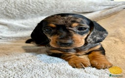 Miniature Dachshund dogs for sale: Adorable Miniature Dachshund Puppies - Image 27