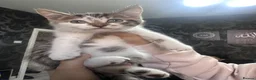 Mixed Breed cats for sale: All kittens and mother for free  - Advert 3