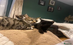 Bengal cats for sale: Bengal x - Image 1