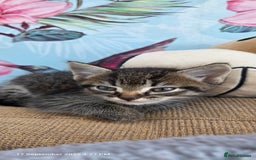 Domestic Shorthair cats for sale: Kittens  - Image 4