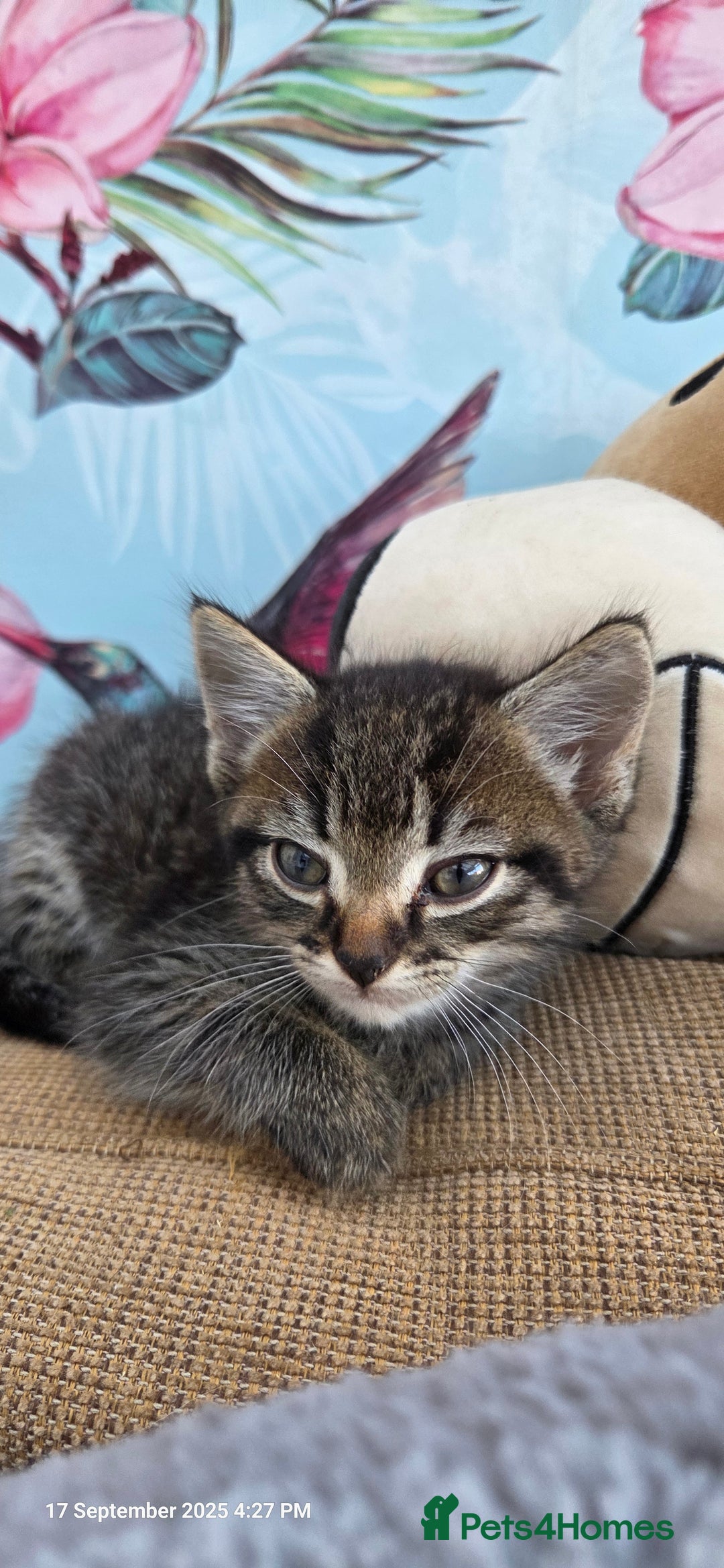 Domestic Shorthair cats for sale: Kittens  - Image 4