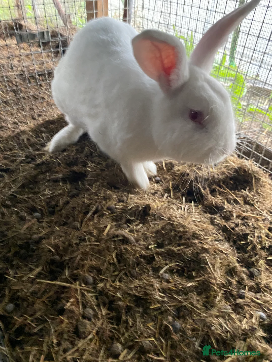 Mixed Breed rabbits for sale: New zealand, rex and mixed doves for sale! - Advert 19