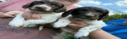 English Springer Spaniel dogs for sale: KC Registered English springer Spaniel puppies - Advert 1