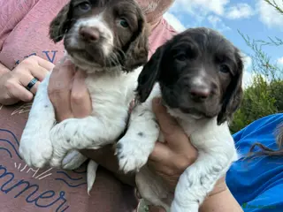 English Springer Spaniel dogs KC Registered English springer Spaniel puppies - Advert 1