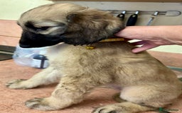 Afghan Hound dogs for sale: Afghan Hound Litter  - Image 10