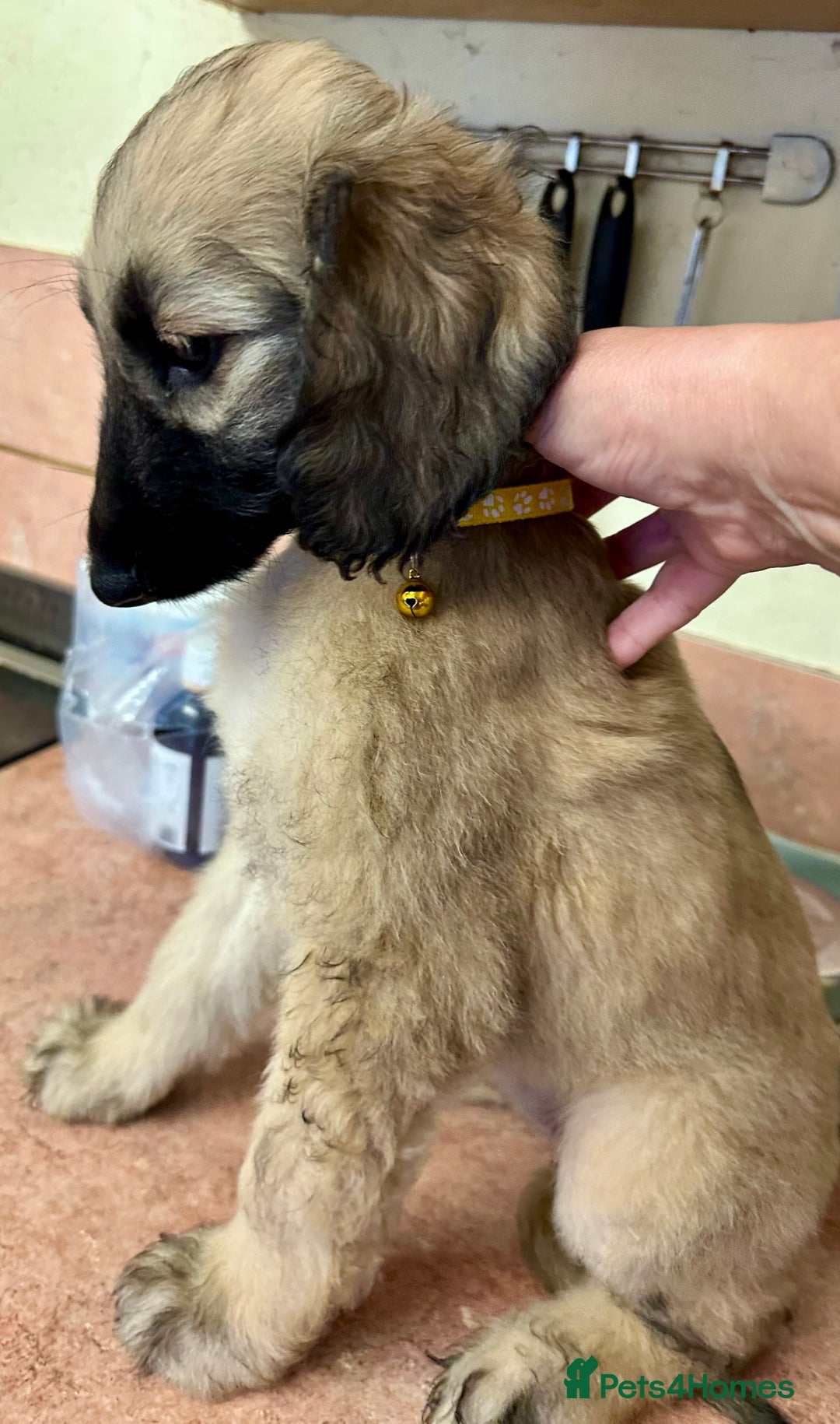 Afghan Hound dogs for sale: Afghan Hound Litter  - Image 10