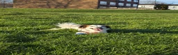 Mixed Breed dogs for sale: Pomchi/jackrussel x papilon  in Blyth - Advert 13