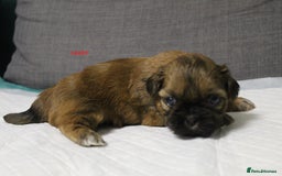 Shih Tzu dogs for sale: LOVELY SHIH TZU PUPPIES  - Image 21