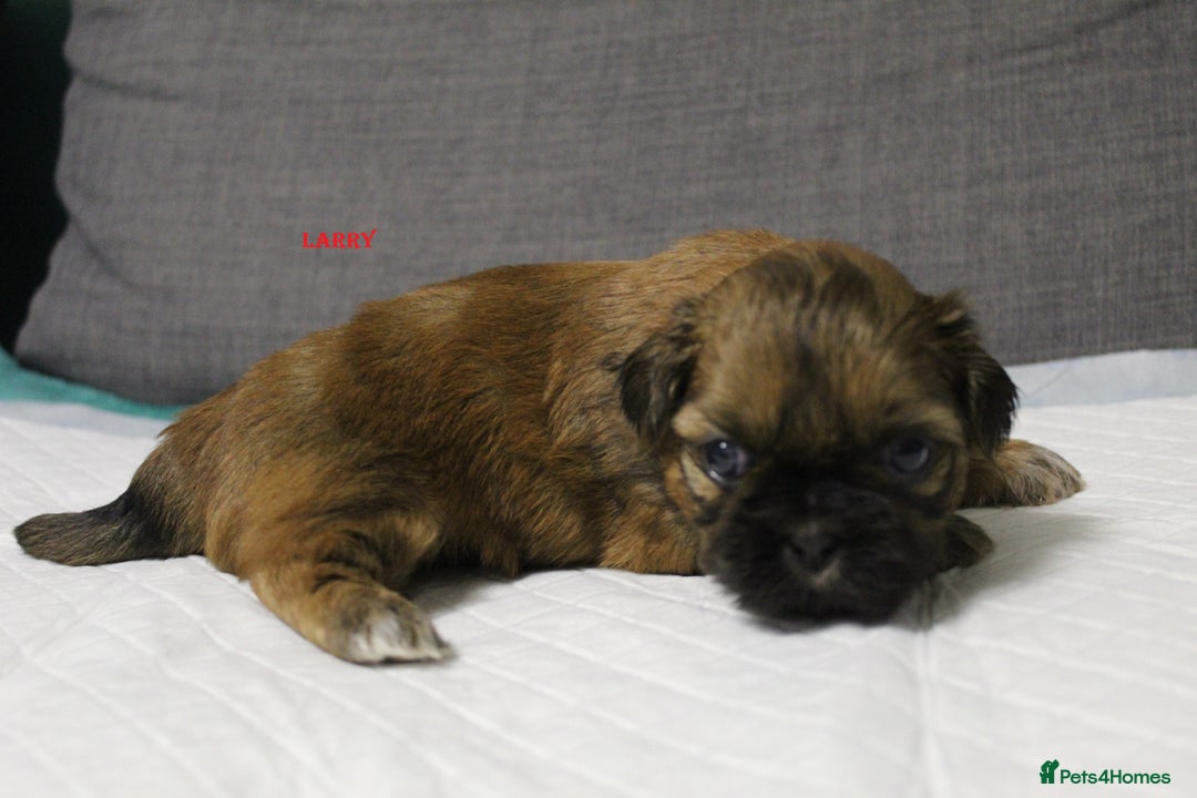 Shih Tzu dogs for sale: LOVELY SHIH TZU PUPPIES  - Image 21