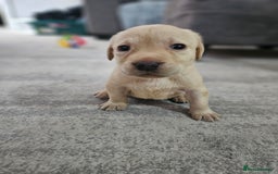 Labrador Retriever dogs for sale: Miss Danielle carter - Image 4