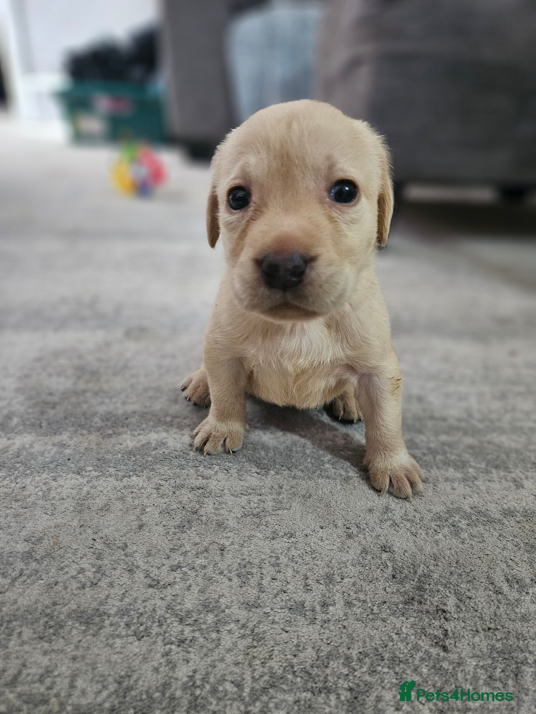 Labrador Retriever dogs for sale: Miss Danielle carter - Image 4