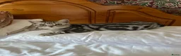 British Shorthair cats for sale: Pedigree Silver tabby British shorthair kittens  - Advert 13