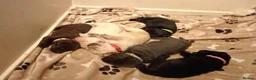 Labrador Retriever dogs for sale: 6 stunning female labrador puppies - Advert 28