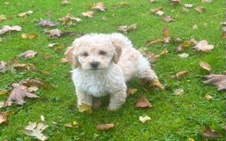 Poochon dogs for sale: Beautiful F1 Poochons - Image 9