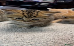 British Shorthair cats for sale: BSH for sale - Image 3