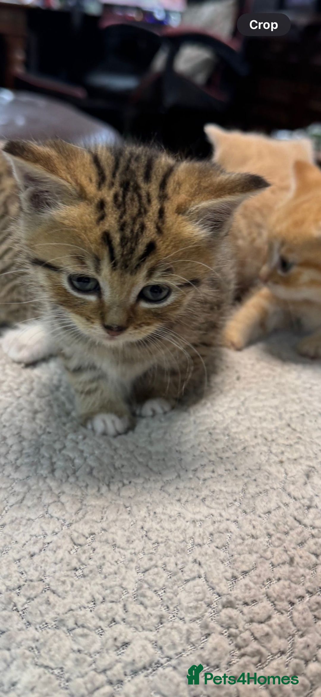 British Shorthair cats for sale: BSH for sale - Image 3