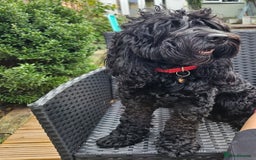 Cockapoo dogs for sale: Jack - Cockapoo for rehominng - Image 1