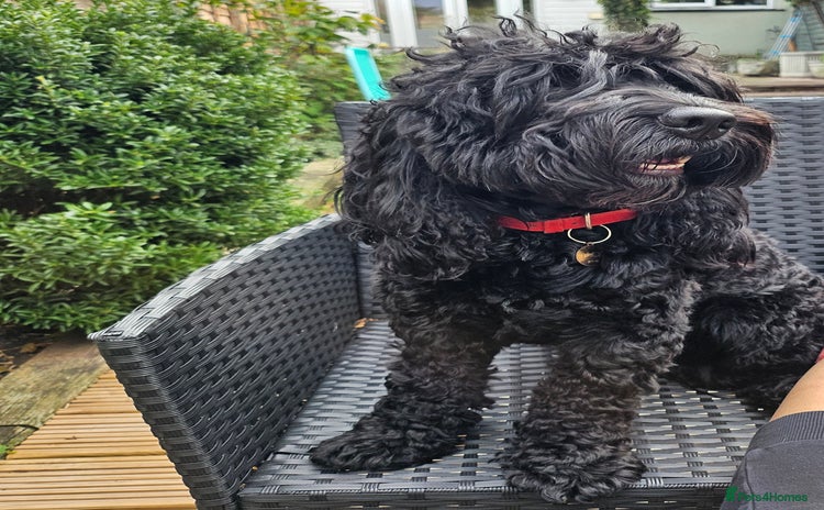 Cockapoo dogs - Advert 1