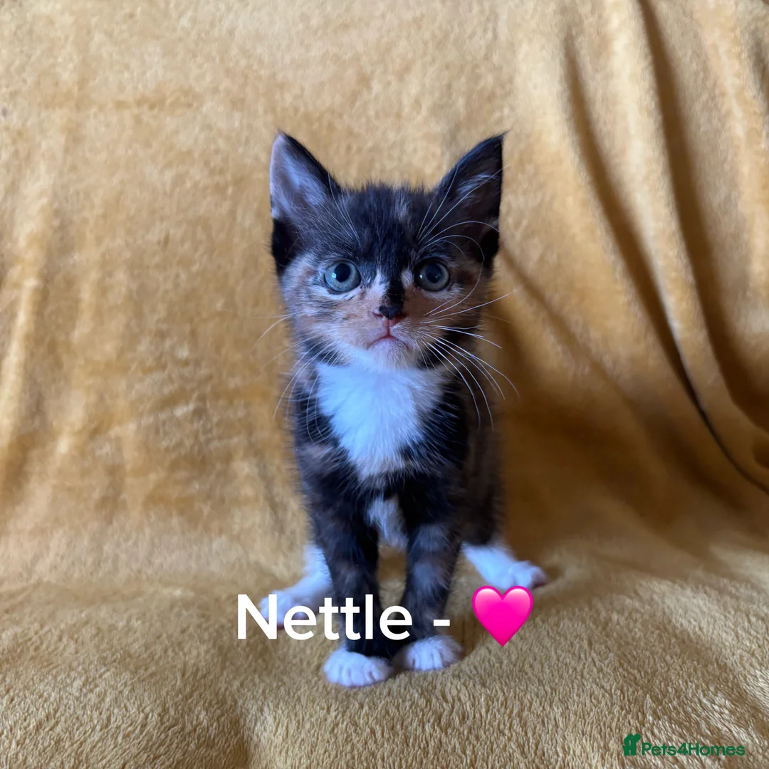 Mixed Breed cats for sale: 5 Male and Female Kittens (read description) - Advert 6