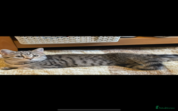 Brazilian Shorthair cats for sale: Beautiful cat British shorthair x tabby cat - Image 6