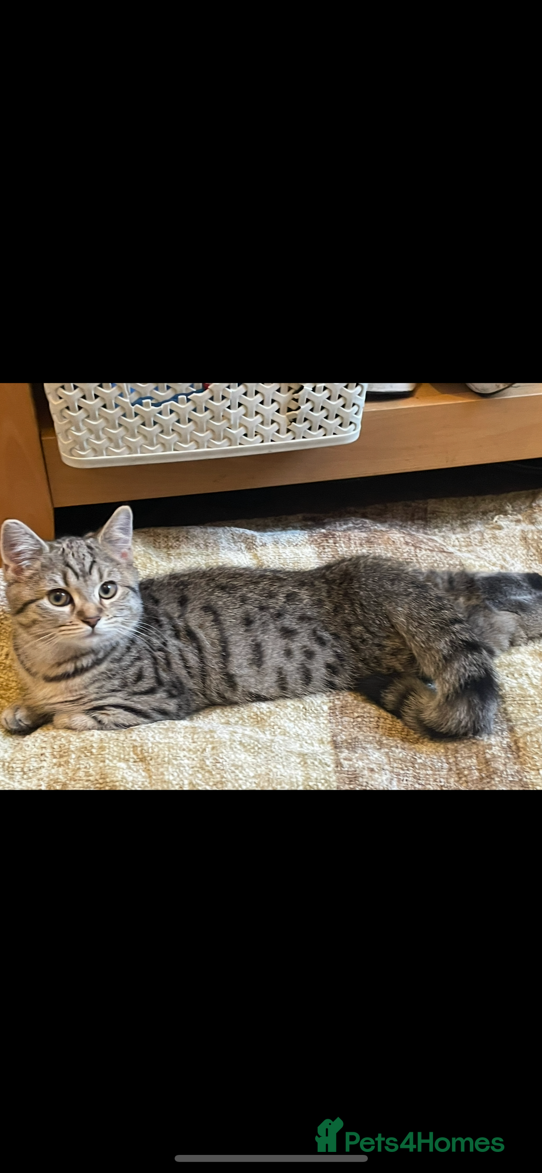 Brazilian Shorthair cats for sale: Beautiful cat British shorthair x tabby cat - Image 6