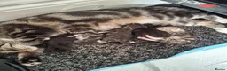 Mixed Breed cats for sale: 3 kittens (female) for sale - Advert 5