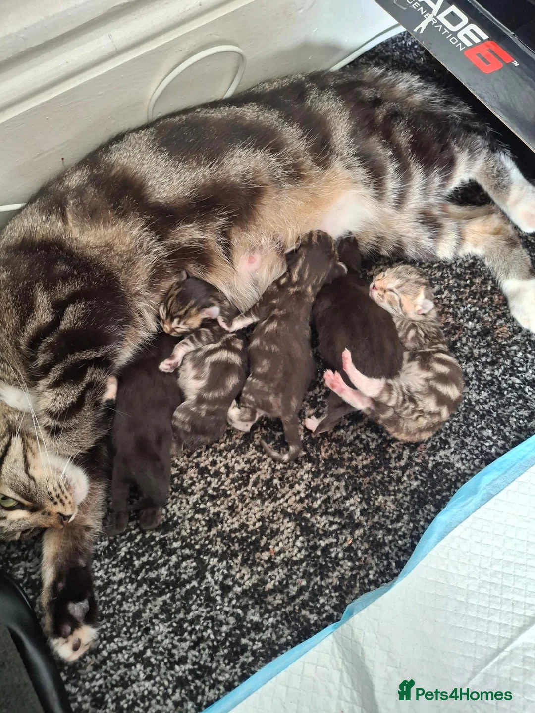 Mixed Breed cats for sale: 3 kittens (female) for sale - Advert 5