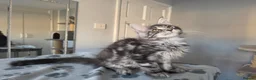 Maine Coon cats for sale: GCCF-registered Maine Coon kittens. - Advert 15