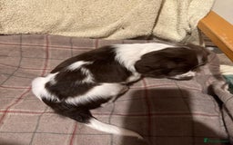 Sprocker dogs for sale: Sprocker Spaniel Puppies  - Image 4