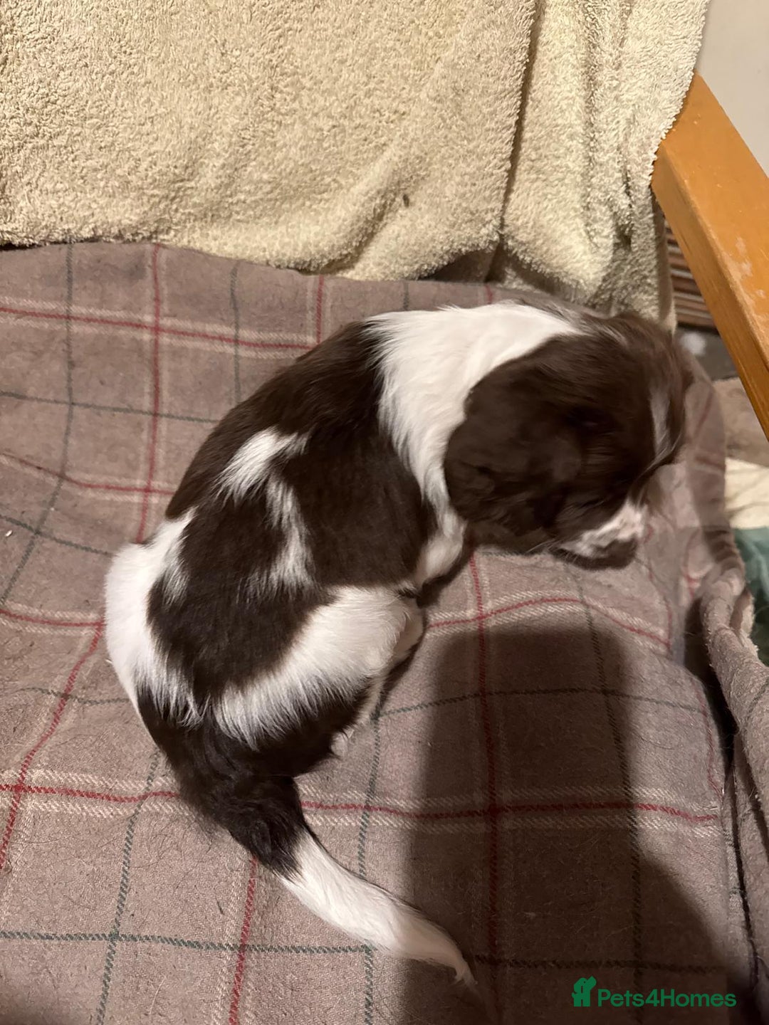 Sprocker dogs for sale: Sprocker Spaniel Puppies  - Image 4