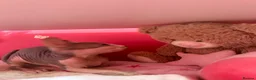 Sphynx cats for sale: Beautiful Sphynx Kittens – Ready 5th October - Advert 20