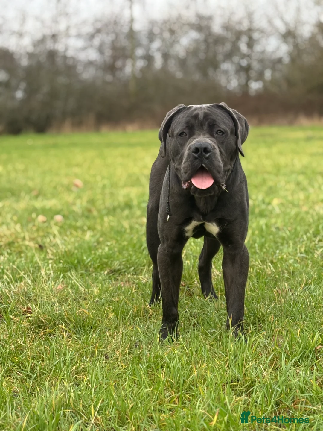 Cane Corso dogs for sale: Male cane corso (Blue) - Advert 2