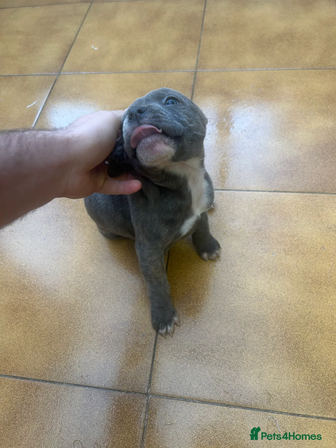 Staffordshire Bull Terrier dogs for sale: Adorable Blue-Eyed Grey Staffordshire Bull Terrier - Advert 10