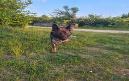 German Shepherd dogs for sale: German sheperd puppies in Rotherham - Image 18