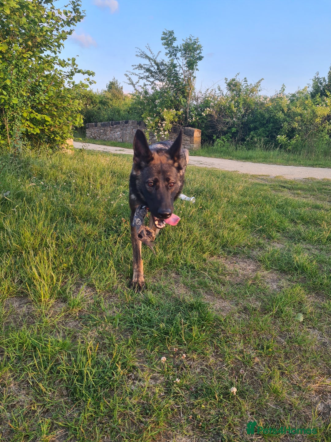 German Shepherd dogs for sale: German sheperd puppies in Rotherham - Image 18