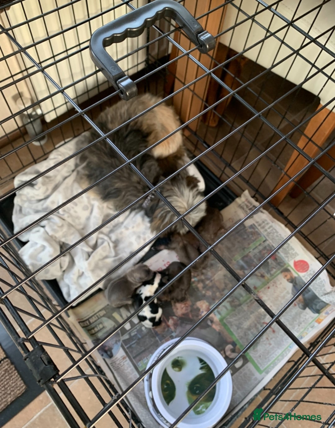 Mixed Breed dogs for sale: Lhasa apso x chihuahua pups  - Image 12