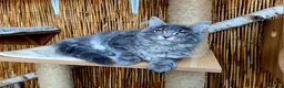 Maine Coon cats for sale: 2 Stunning GCCF Kittens Available.  - Advert 16