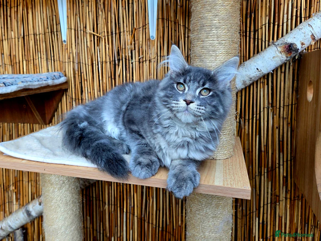 Maine Coon cats for sale: 2 Stunning GCCF Kittens Available.  - Advert 16
