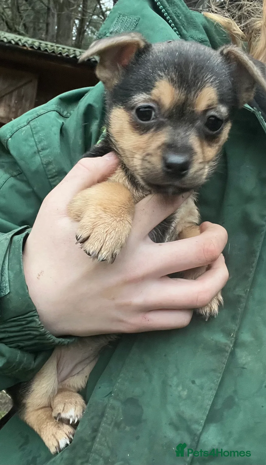 Mixed Breed dogs for sale: Gorgeous Jackchi pups  - Advert 8