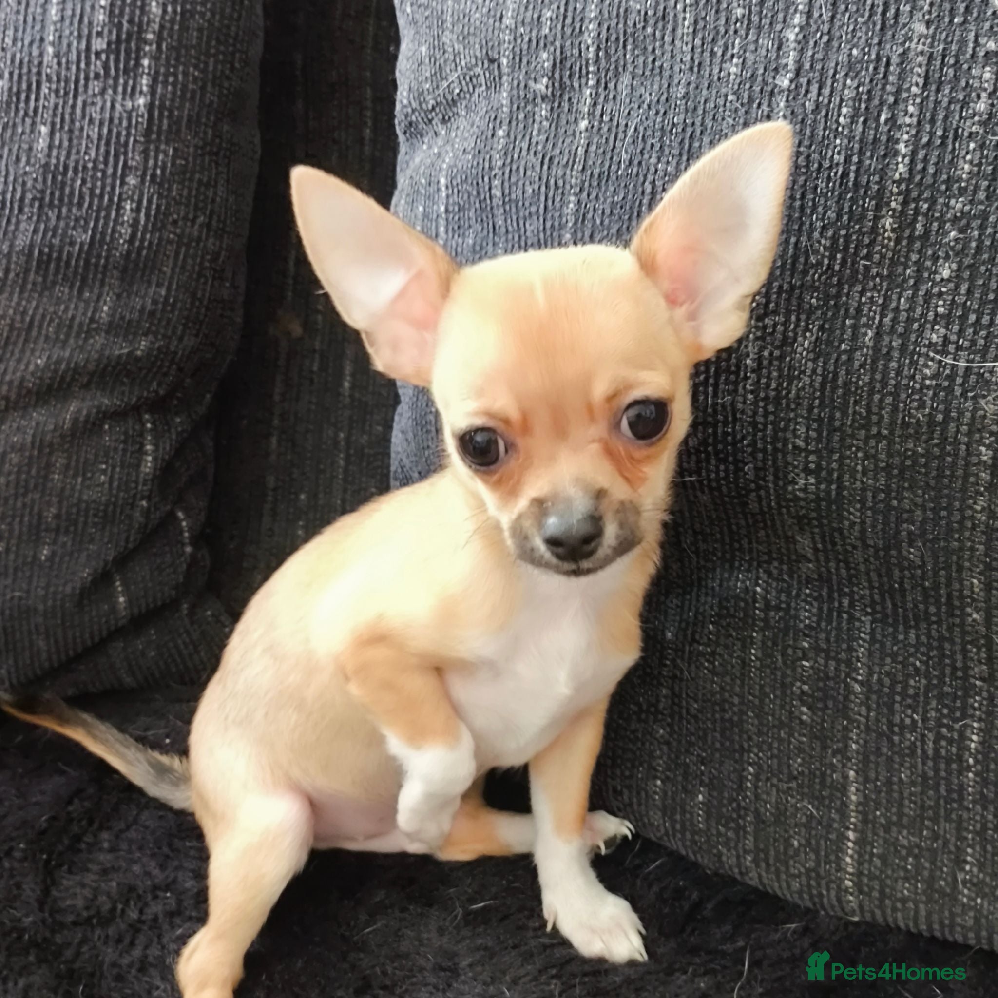 Chihuahua dogs Heart stopping life changing babies!  - Advert 6