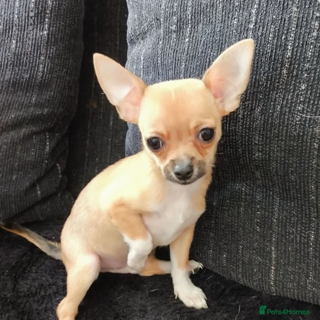 Chihuahua dogs for sale: Heart stopping life changing babies!  - Advert 1