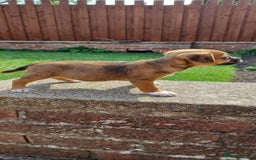 Mixed Breed dogs for sale: Jack Russell x Boarder Terrier girl pup - Image 14