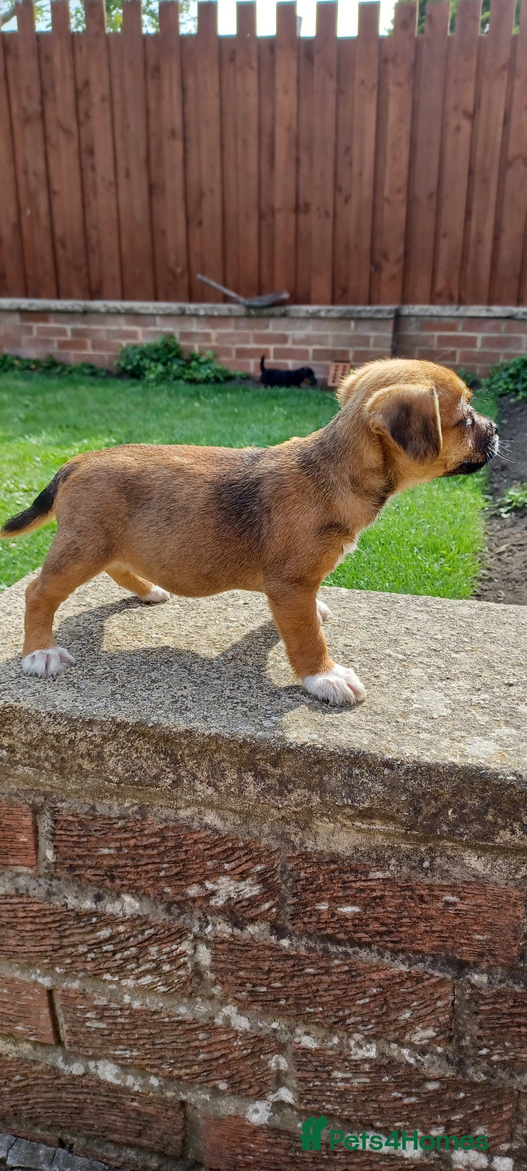Mixed Breed dogs for sale: Jack Russell x Boarder Terrier girl pup - Image 14